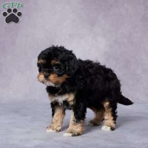 Roxy, Cavapoo Puppy